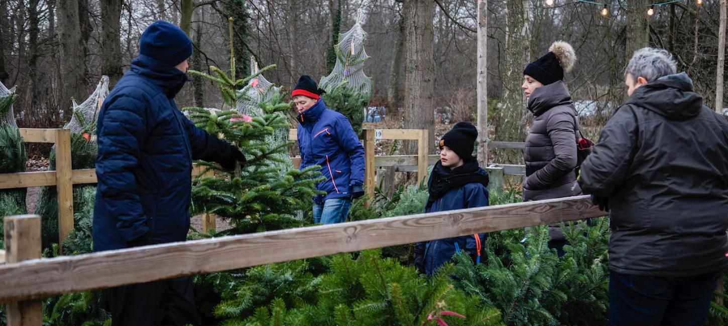 Juletræer på Ryegaard Gods