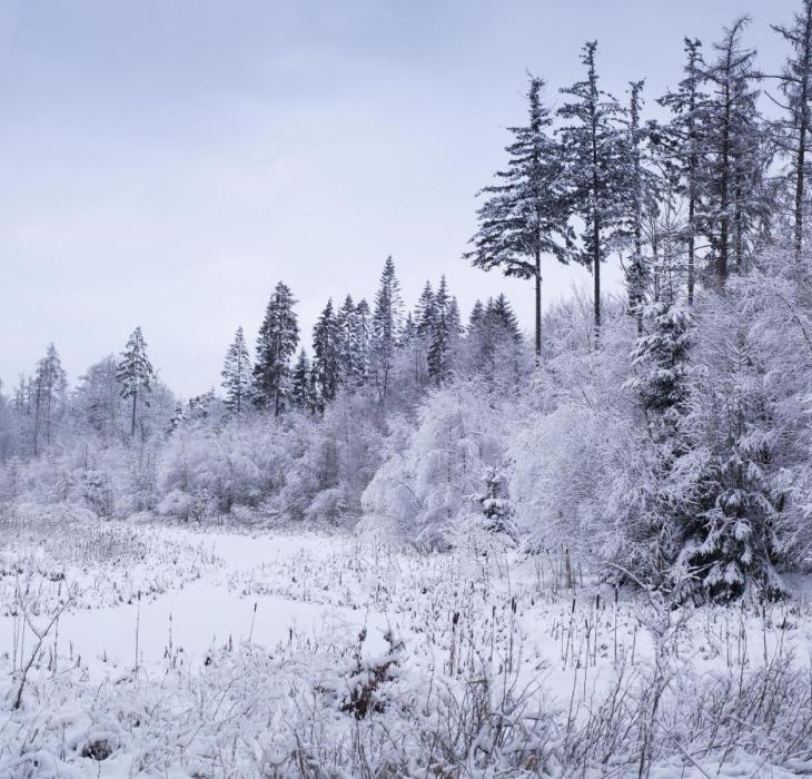 Bidstrup skovene vinter