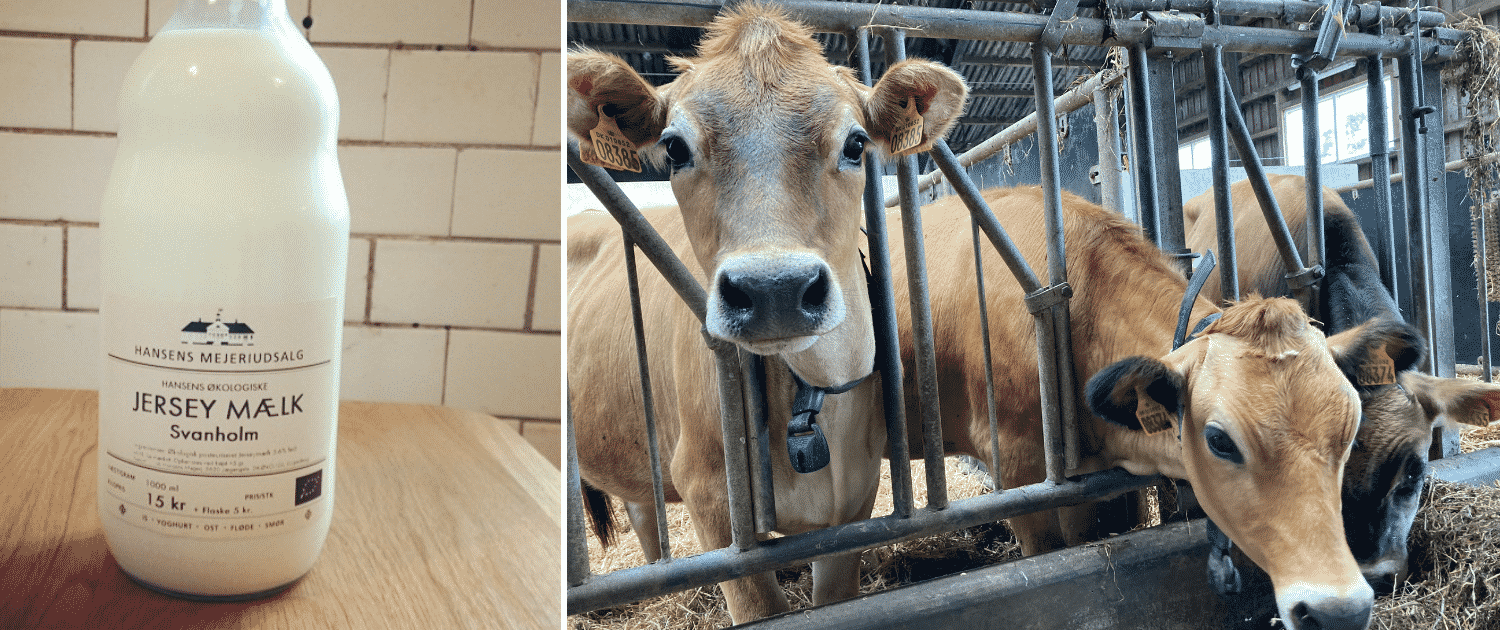 Køer fra svanholm og lokal mælk - Køer fra svanholm og lokal mælk