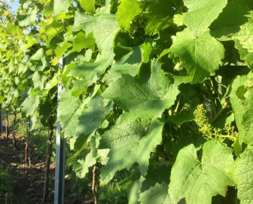 LangeLinie Vin ved Frederikssund - Pilegaard - vingård - bæredygtighed - vinbutik - rundvisning - vinsmagning