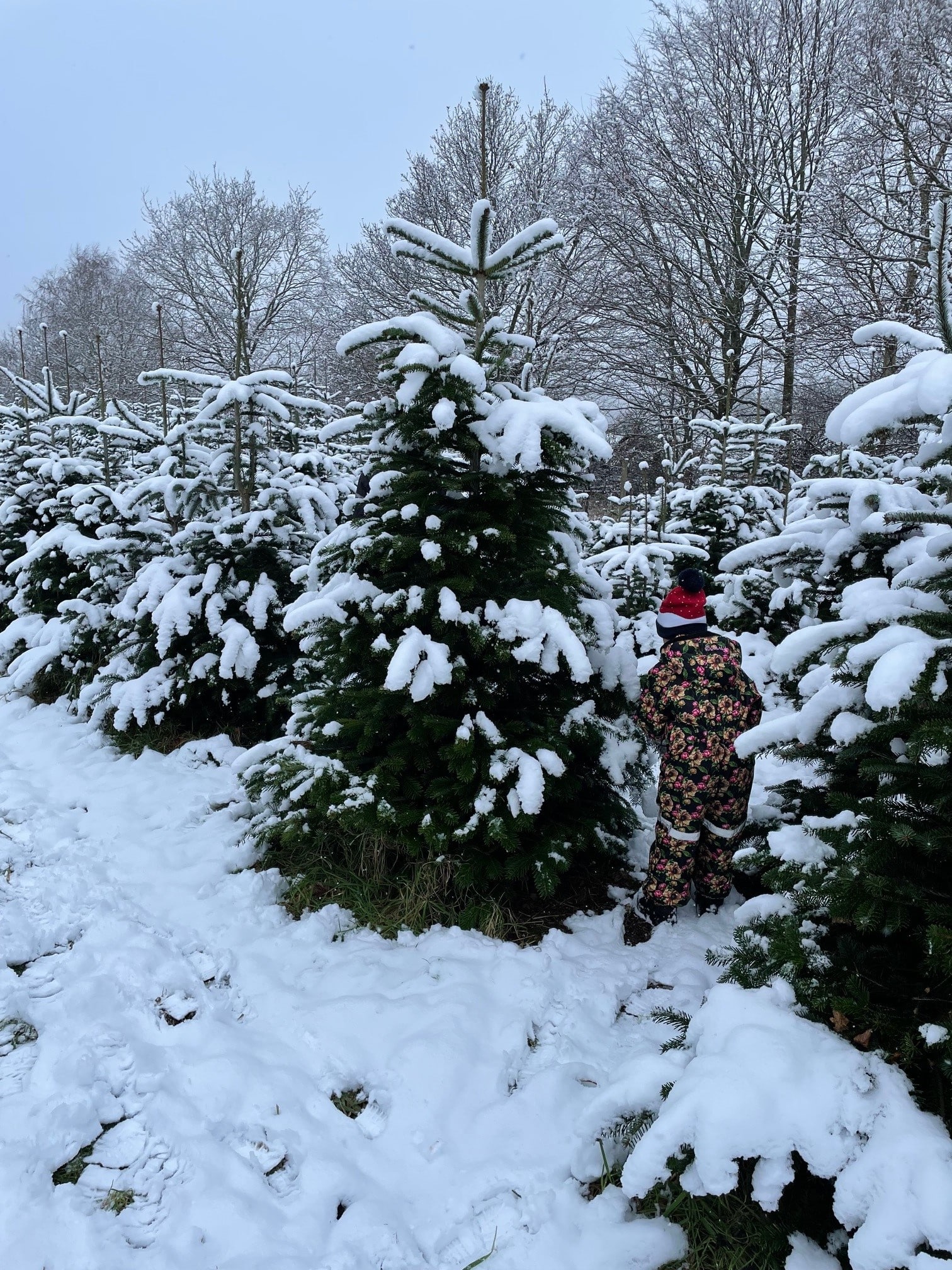 juletræsfældning i fjordlandet